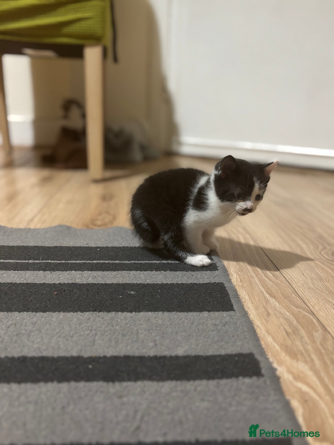 Mixed Breed cats for sale: 2 female + 2 male kittens  - Image 7