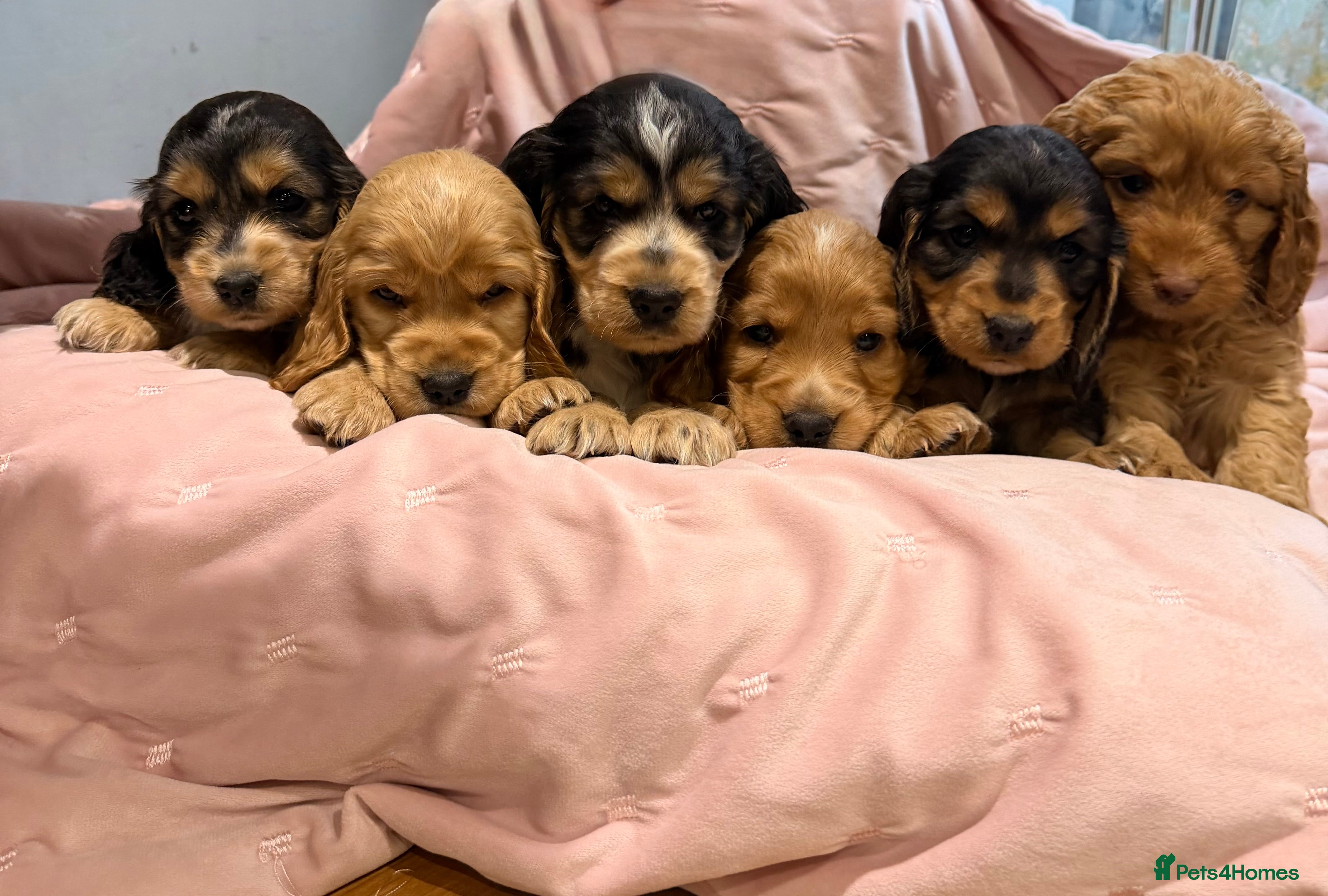 Cockapoo dogs Cockapoos  - Advert 18