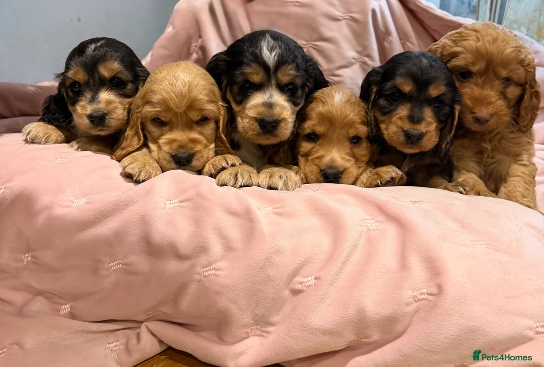 Cockapoo dogs for sale: Cockapoos  - Advert 1