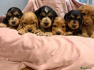 Cockapoo dogs Cockapoos - Advert 18