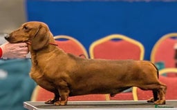 Dachshund dogs for sale: ❤️Super quality. Fully vaccinated and ready now❤️  - Image 3