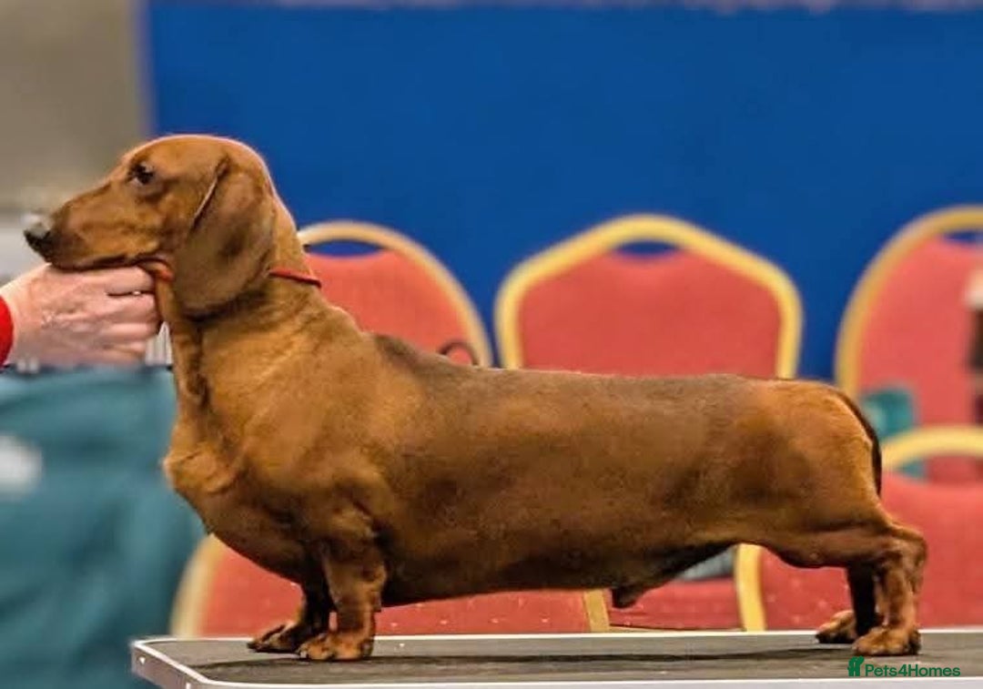 Dachshund dogs for sale: ❤️Super quality. Fully vaccinated and ready now❤️  - Image 3