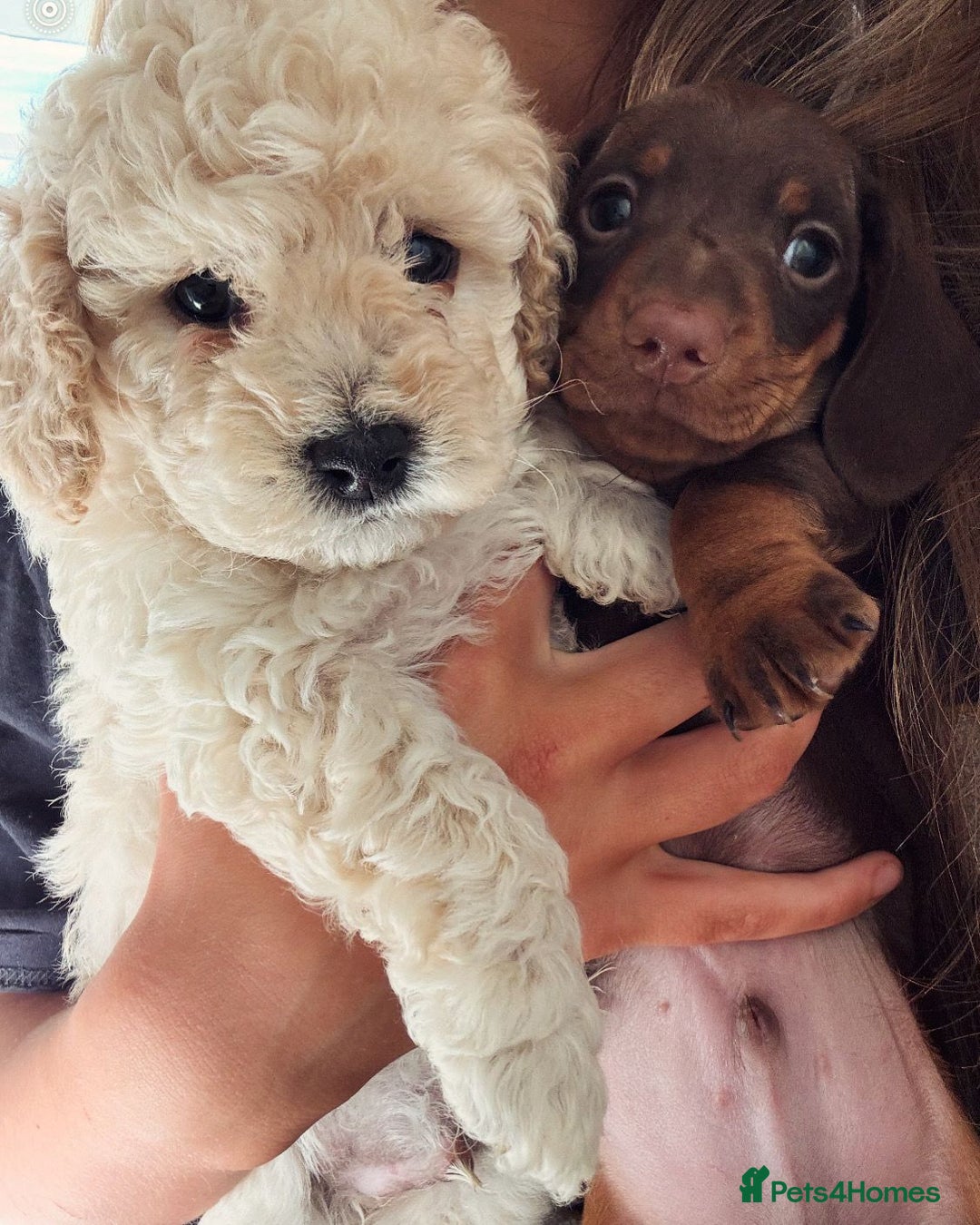 Toy Poodle dogs for stud: KC REGISTERED HEALTH TESTED TOY POODLE in Chester-le-Street - Advert 16