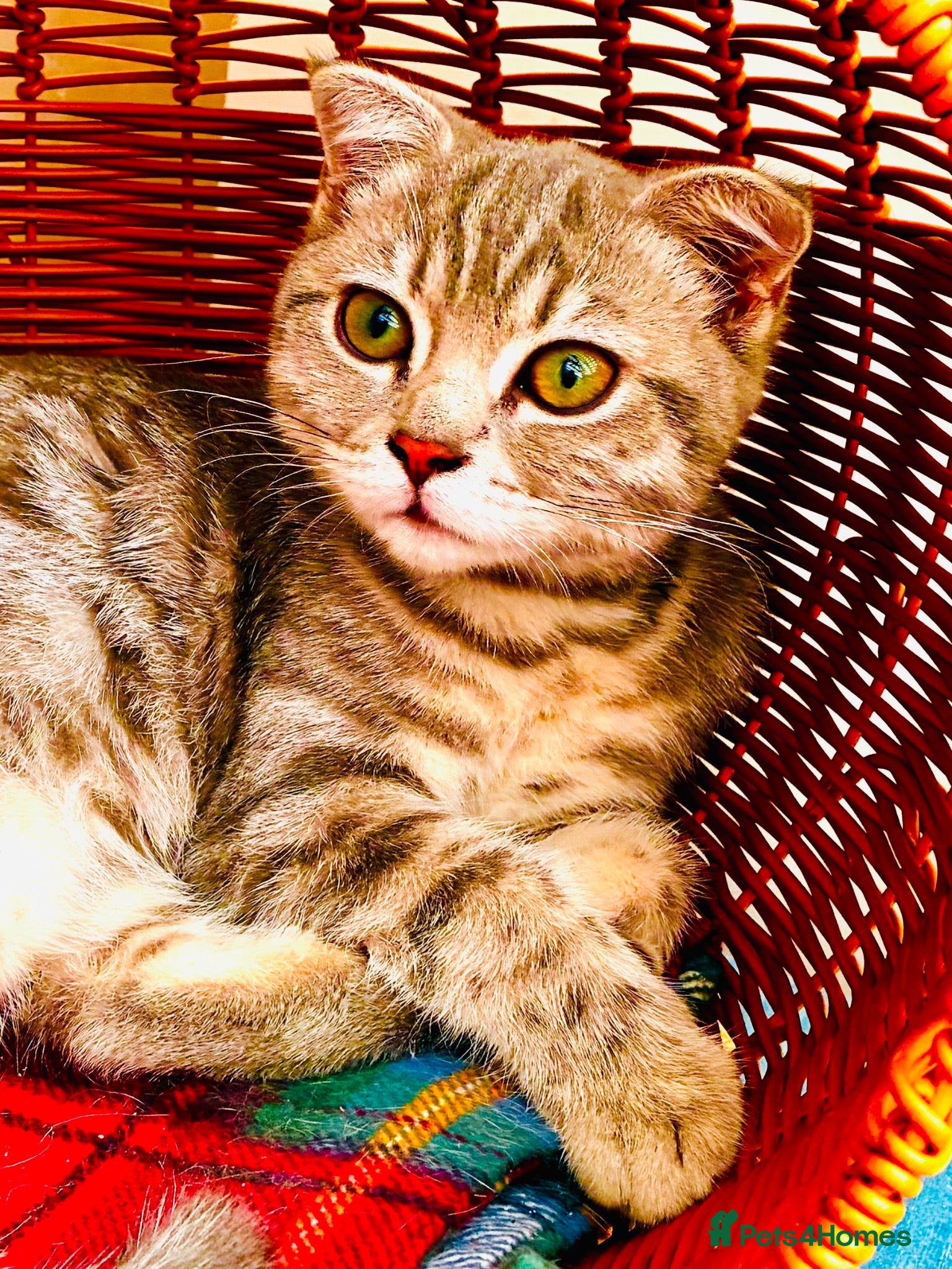 Scottish Fold cats SALE SALE! Last Scottish Fold Kitten for sale - Advert 1
