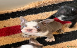French Bulldog dogs for sale: French Bulldog Puppies  - Image 12