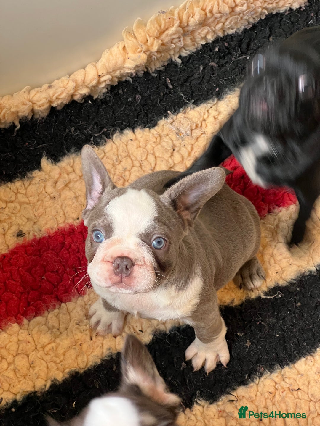 French Bulldog dogs for sale: French Bulldog Puppies  - Image 12