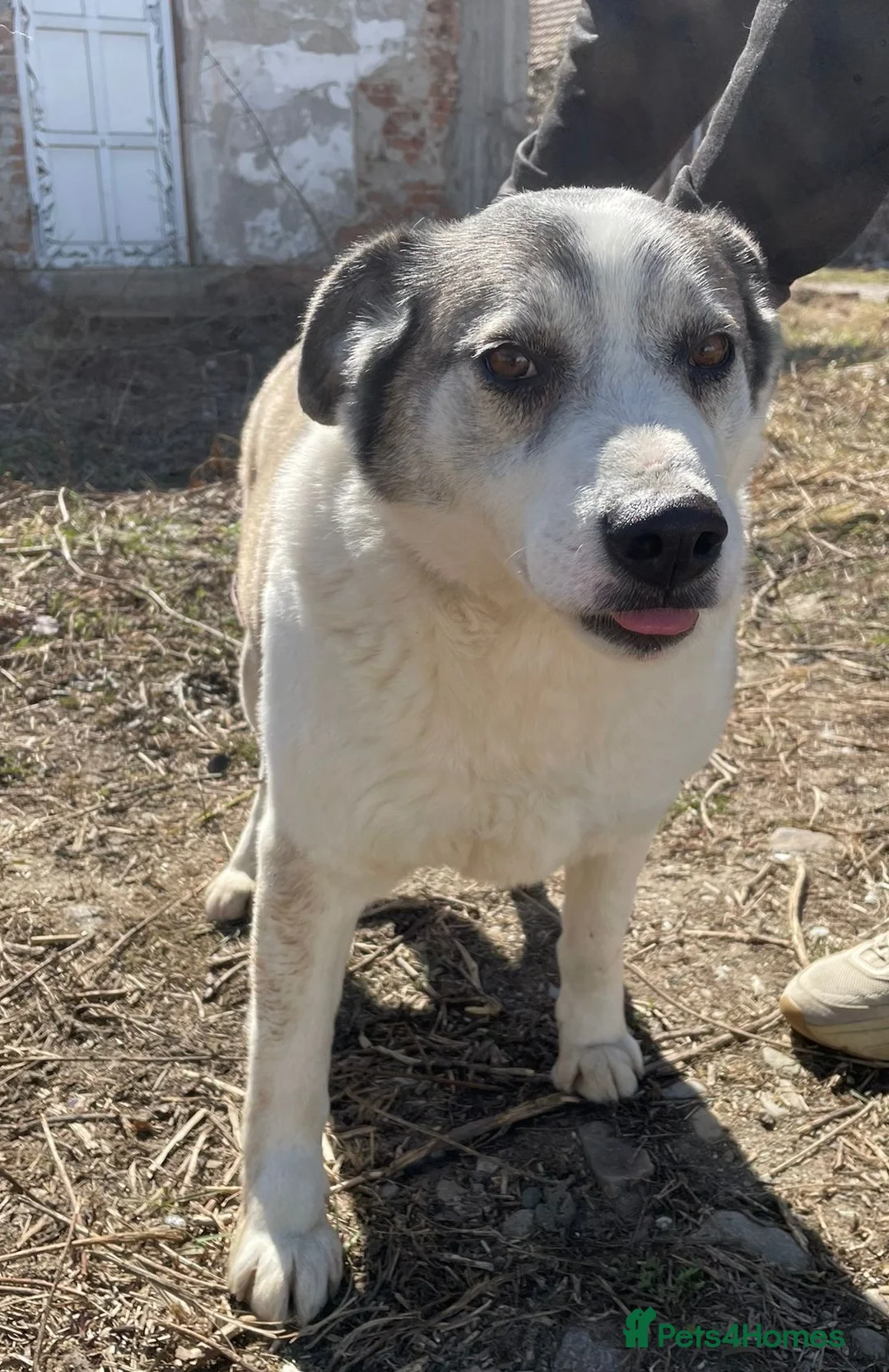 Mixed Breed dogs for adoption: 🐾💛 LISA – A Gentle Soul Saved Just in Time 💛🐾 - Advert 2