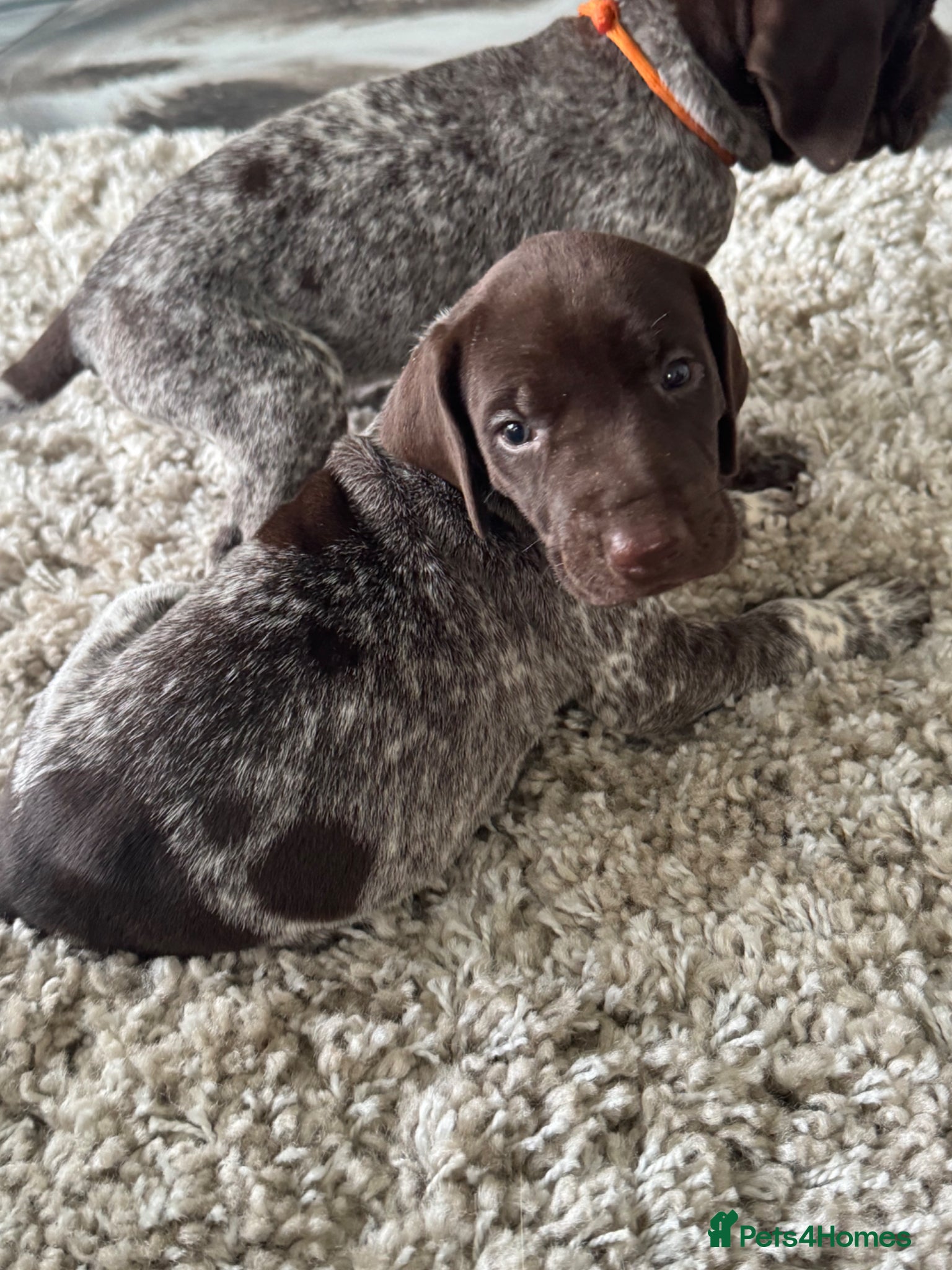 German Shorthaired Pointer dogs 1 MALE🐾 KC Registered German Shorthaired Pointers - Advert 2