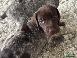 German Shorthaired Pointer dogs ONLY 1 🐾KC Registered German Shorthaired Pointers - Advert 1
