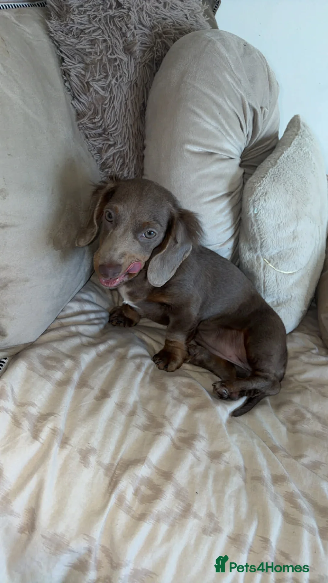 Miniature Dachshund dogs for sale: Miniature longcoat  - Advert 1