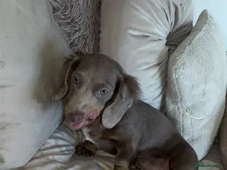 Miniature Dachshund dogs Miniature longcoat - Advert 3