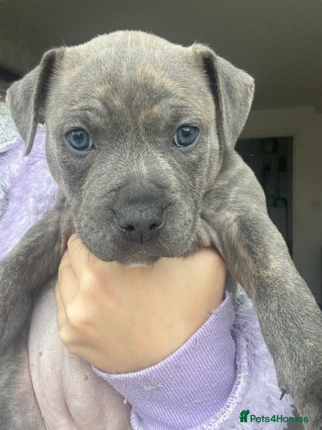 Staffordshire Bull Terrier dogs for sale: 🐾 Beautiful Staffordshire Puppies for Sale 🐾 - Image 4