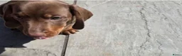 Miniature Dachshund dogs for sale: Adorable miniature dachshund puppies  in Chester - Advert 4