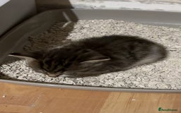 Mixed Breed cats for sale: Two female mixed kittens for sale - Image 7