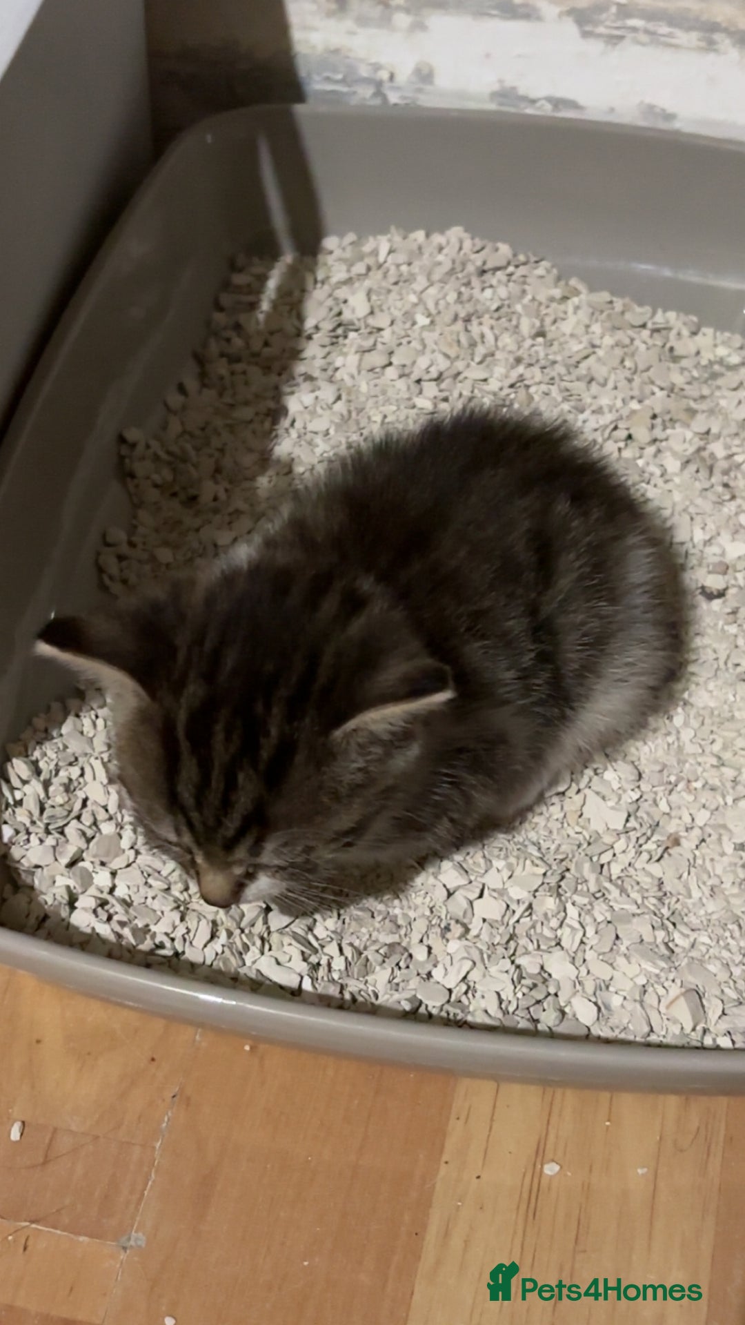Mixed Breed cats for sale: Two female mixed kittens for sale - Image 7