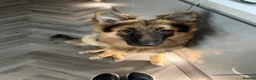 German Shepherd dogs for sale: Male German shepherd  in Kilmarnock - Advert 3