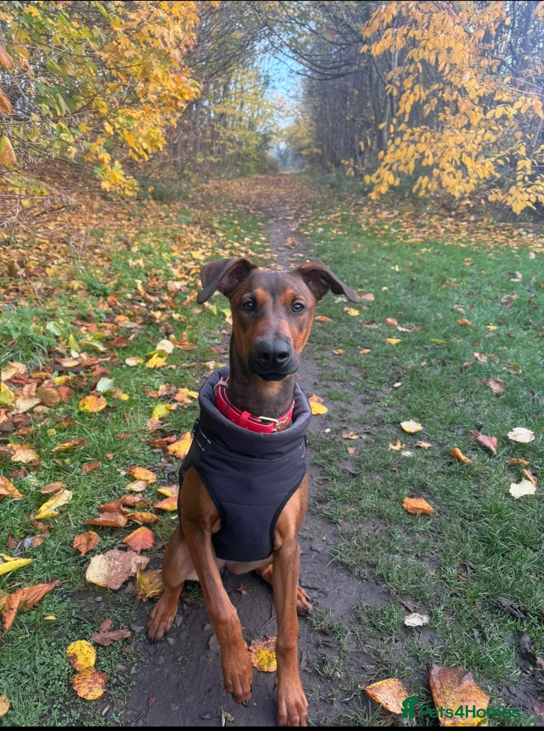 Mixed Breed dogs for sale: Cali  - Advert 2