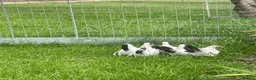 Chickens poultry for sale: Japanese Black Tail hens - Advert 6