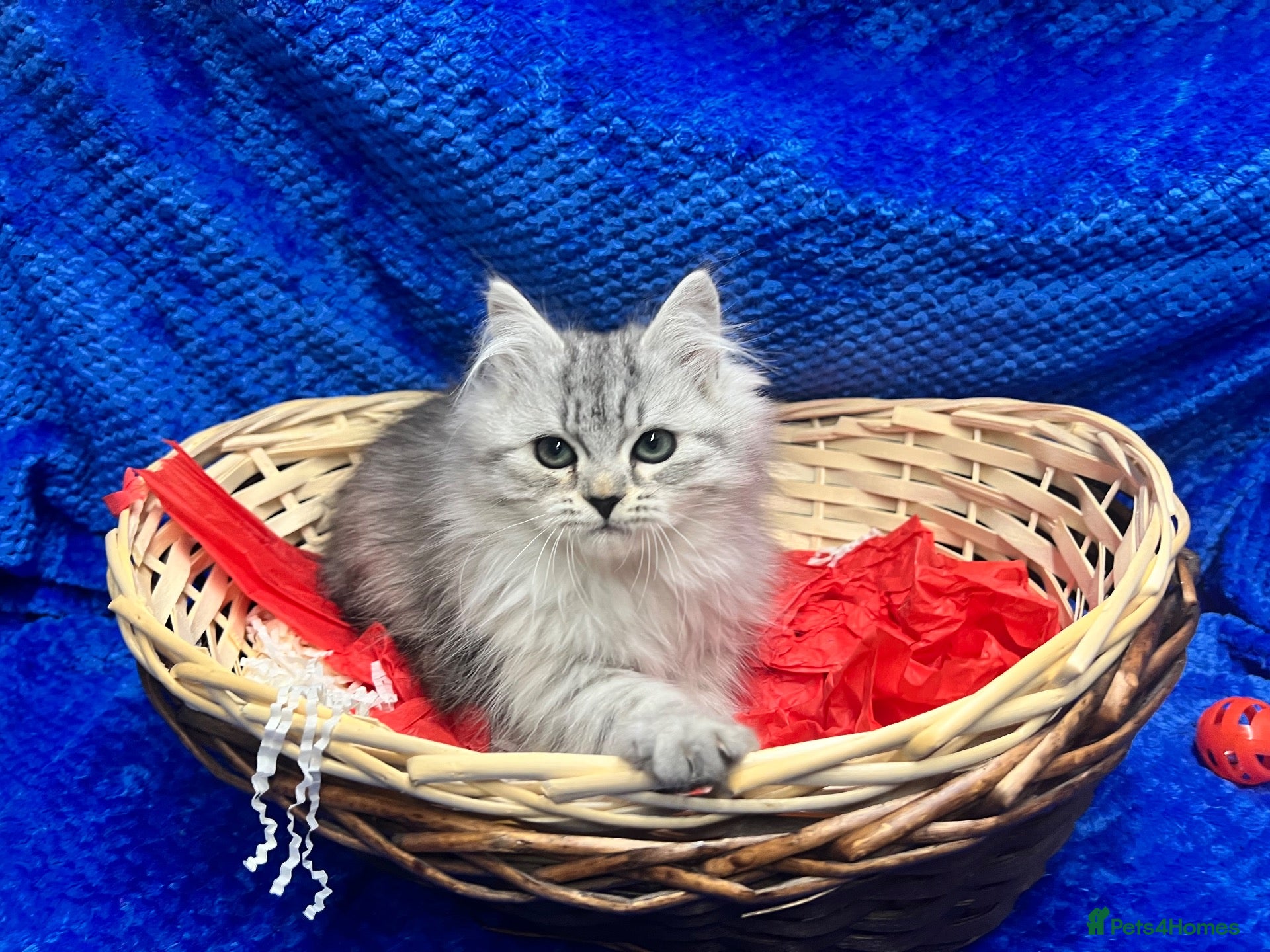 Siberian cats for sale: 🩶🩶Stunning Silver Traditional Siberian’s🩶🩶 - Advert 1