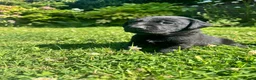Labrador Retriever dogs for sale: Exceptional KC Labrador Puppies from Working Line  - Advert 34
