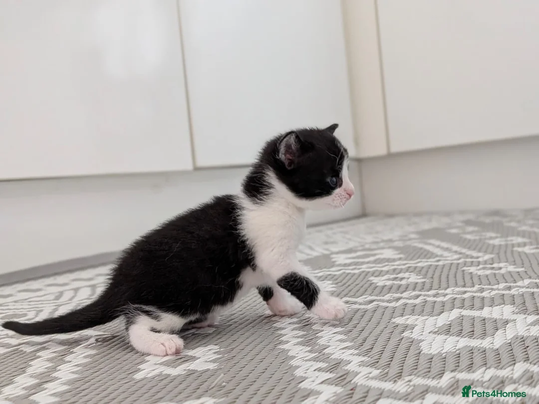 Mixed Breed cats for sale: Gorgeous Kittens - Advert 18