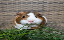 Guinea Pig rodents for sale: 3 male guinea pigs. Desperately need a new home!  - Image 1