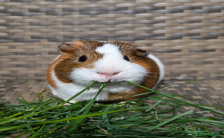 Guinea Pig rodents - Advert 3
