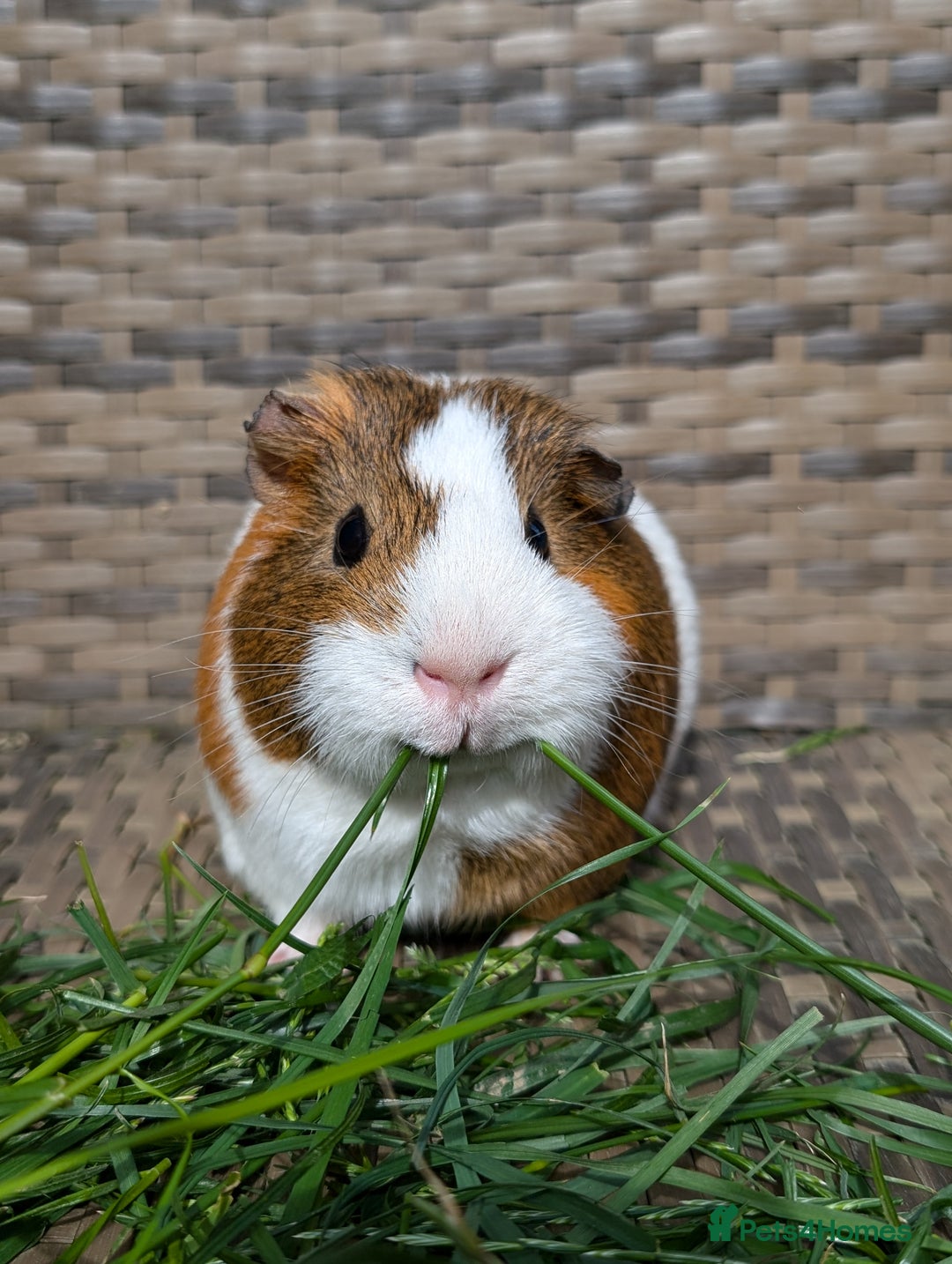Guinea Pig rodents for sale: 3 male guinea pigs. Desperately need a new home!  - Image 1
