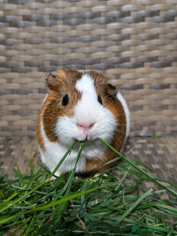 Guinea Pig rodents - Advert 11