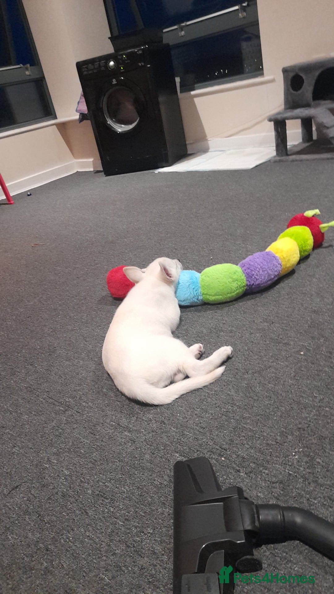 Shepsky dogs for sale: Female pup - Image 5