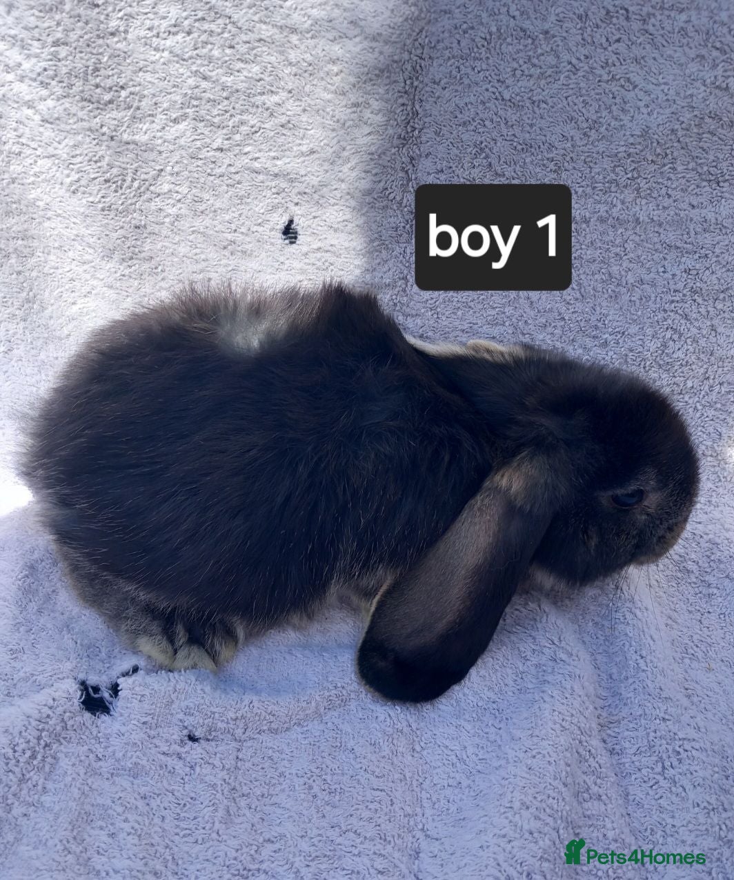 French Lop rabbits French lop giant baby rabbits ready 26 june - Advert 2