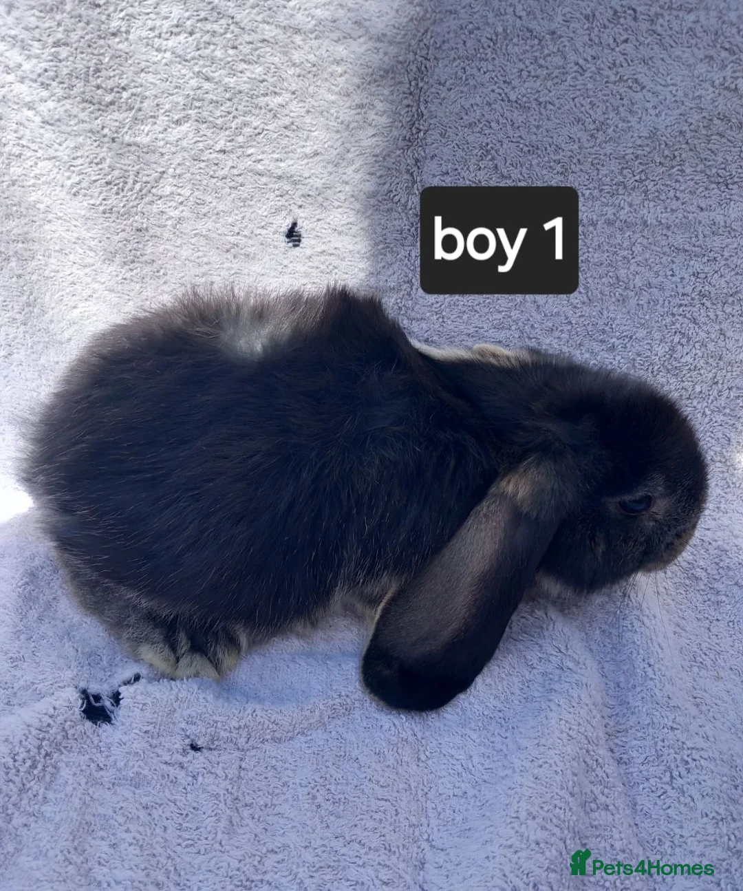 French Lop rabbits for sale: French lop giant baby rabbits ready 26 june in Ilford - Advert 2