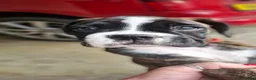 Boxer dogs for sale: Pedigree Boxer pups - Advert 4