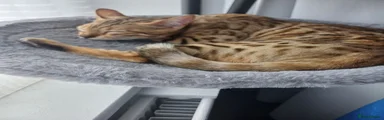 Bengal Kitten 1