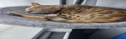 Bengal cats for sale: Sweet bengal kitten - Advert 5