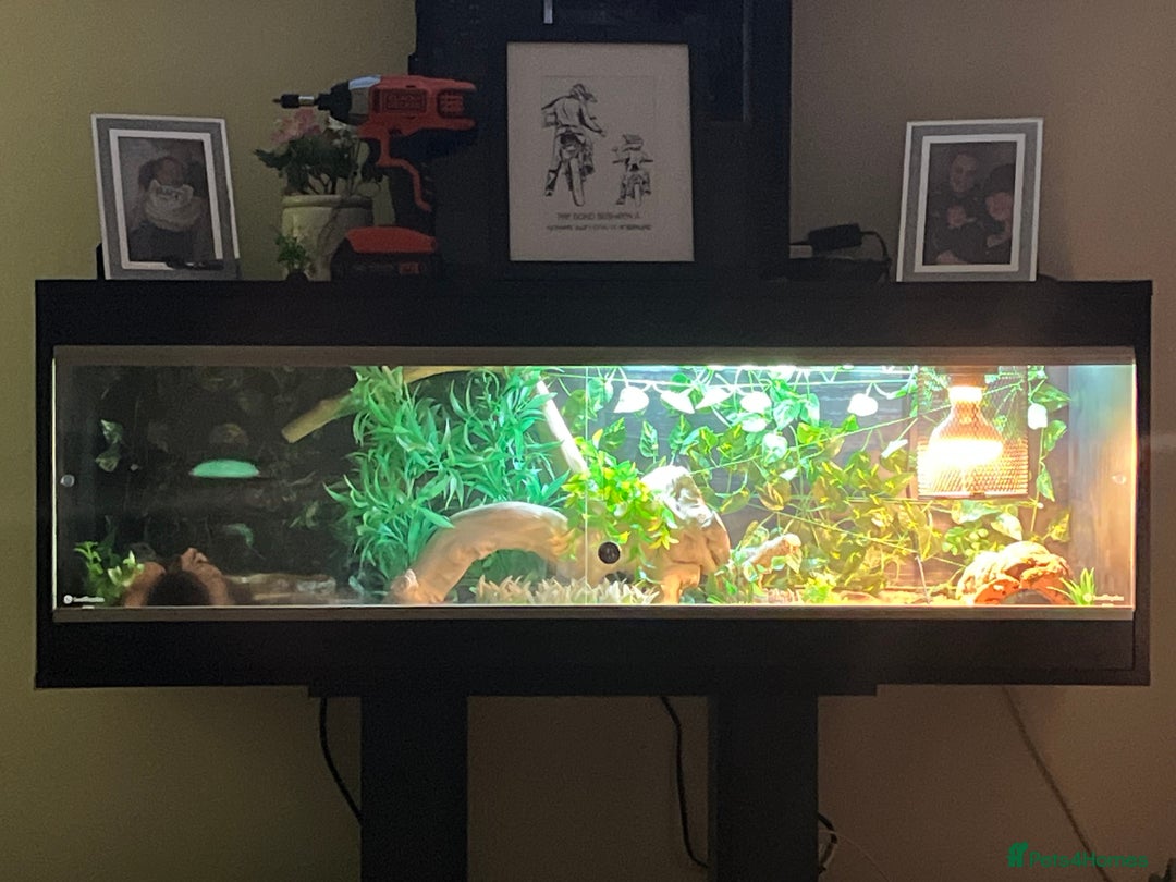 Bearded Dragon reptiles for sale: Bearded dragon and full set up - Advert 7