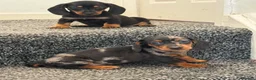 Dachshund dogs for sale: Daschound Babies in Loughborough - Advert 10