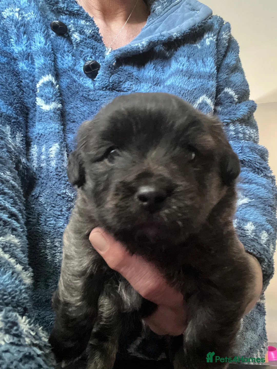 Mixed Breed dogs for sale: Havashu  in Leicester - Advert 3