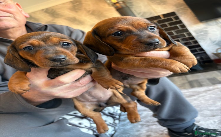 Dachshund dogs Dachshund puppy’s for sale  - Advert 3