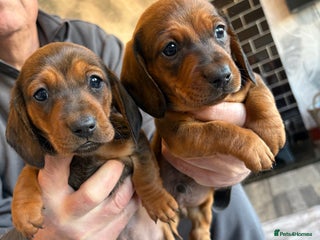 Dachshund dogs for sale: Dachshund puppy’s for sale - Advert 1