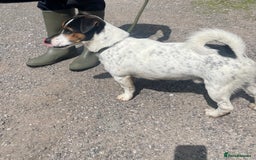 Jack Russell dogs for stud: Jack Russell available for stud  - Image 1