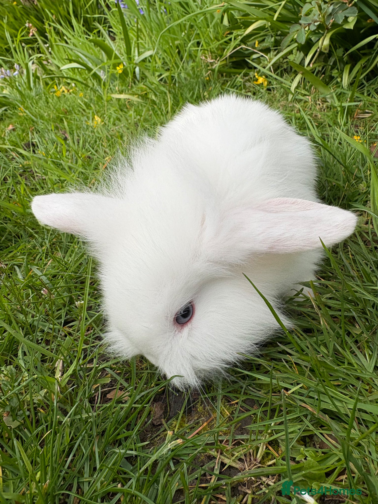Mixed Breed rabbits Gorgeous fluffballs Lop Lionhead/dwarf lop - Advert 1