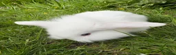 Mixed Breed rabbits for sale: Gorgeous fluffballs Lop Lionhead/dwarf lop - Advert 1