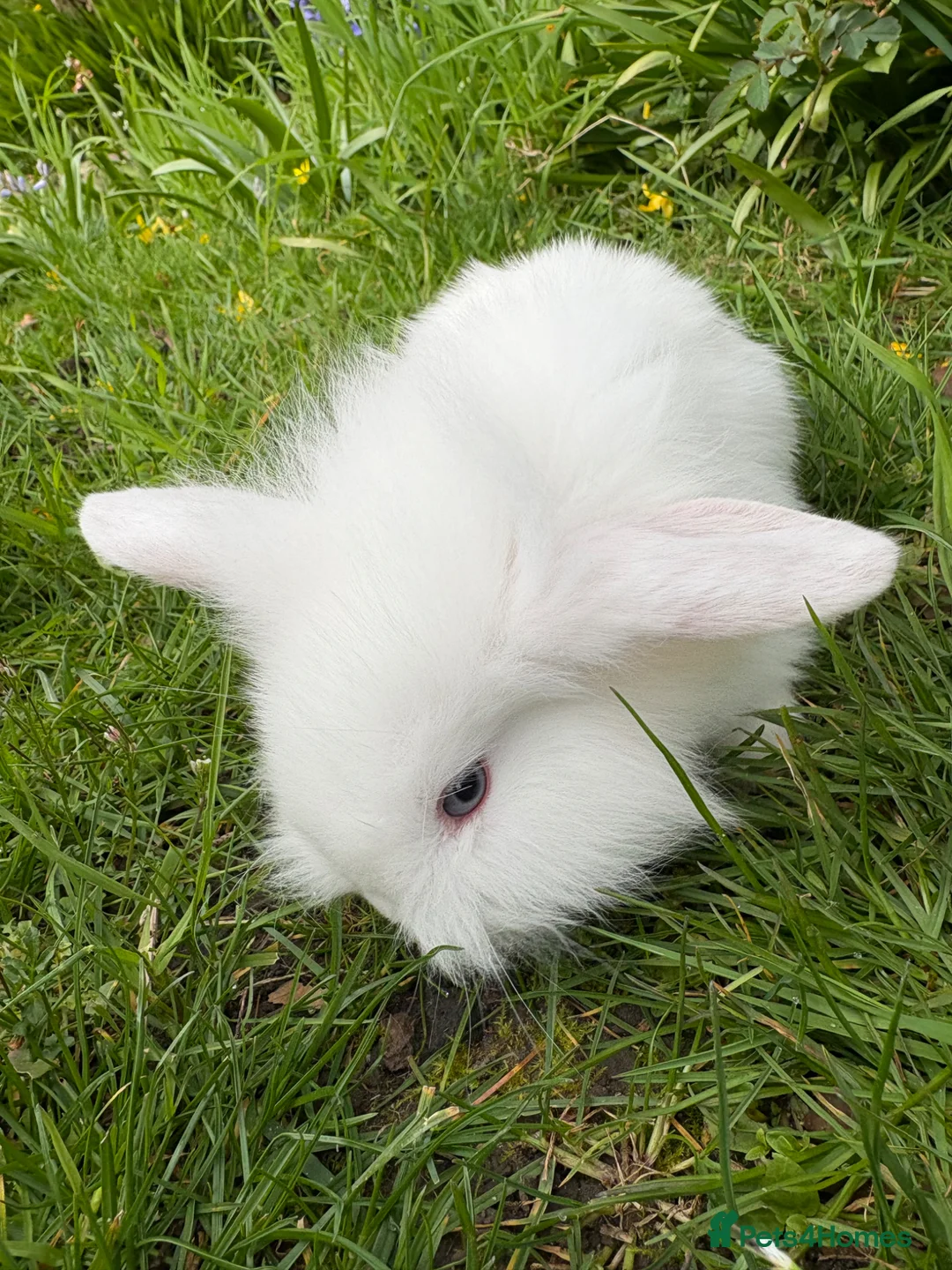 Mixed Breed rabbits for sale: Gorgeous fluffballs Lop Lionhead/dwarf lop - Advert 1