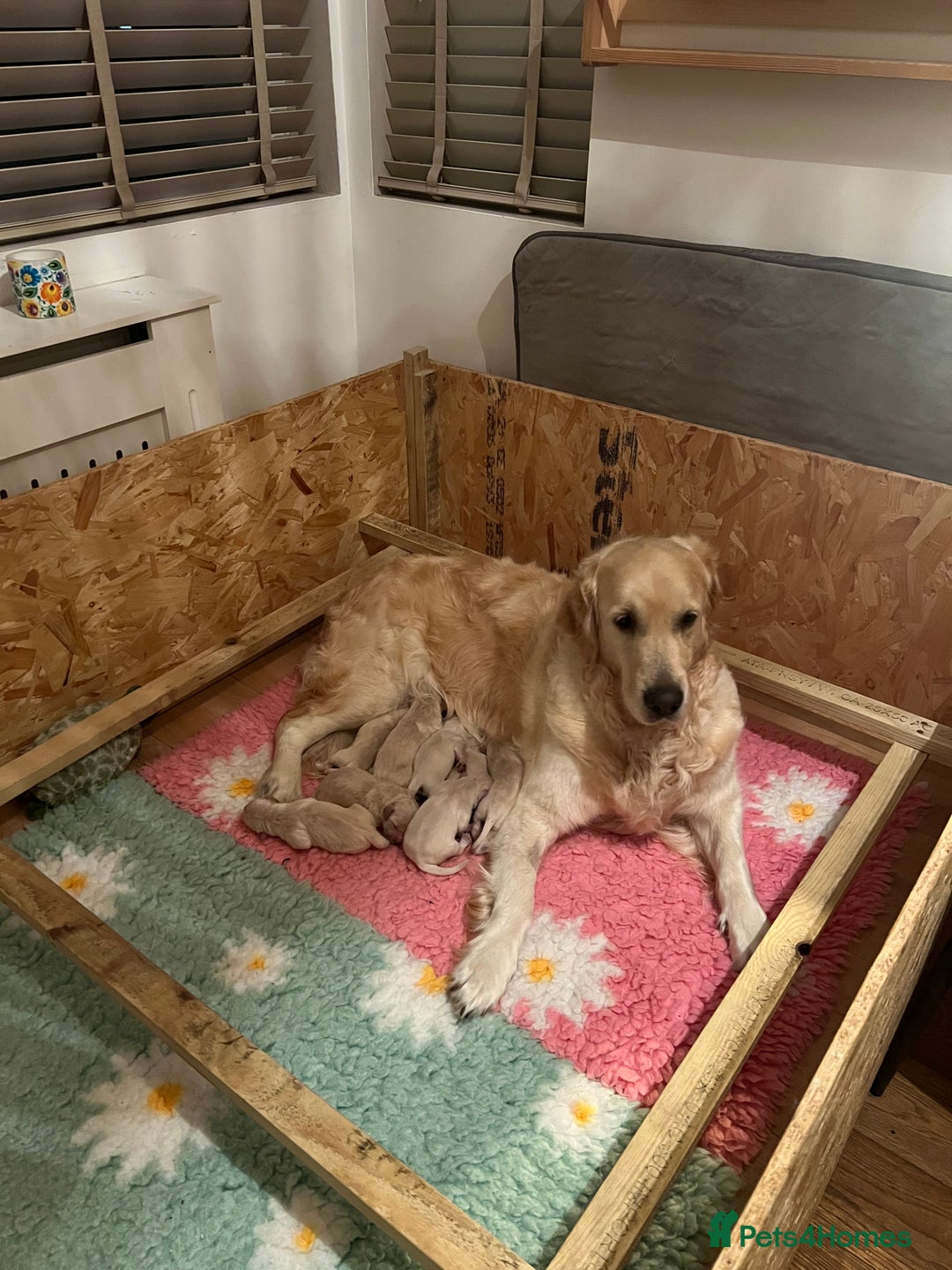 Golden Retriever dogs for sale:  Golden Retriever Puppies – KC Registered - Advert 2