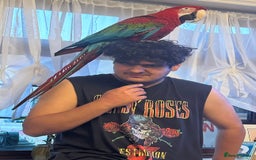 Macaws birds for sale: Macaw  - Image 3
