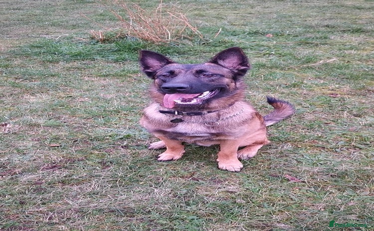 Mixed Breed dogs - Advert 1