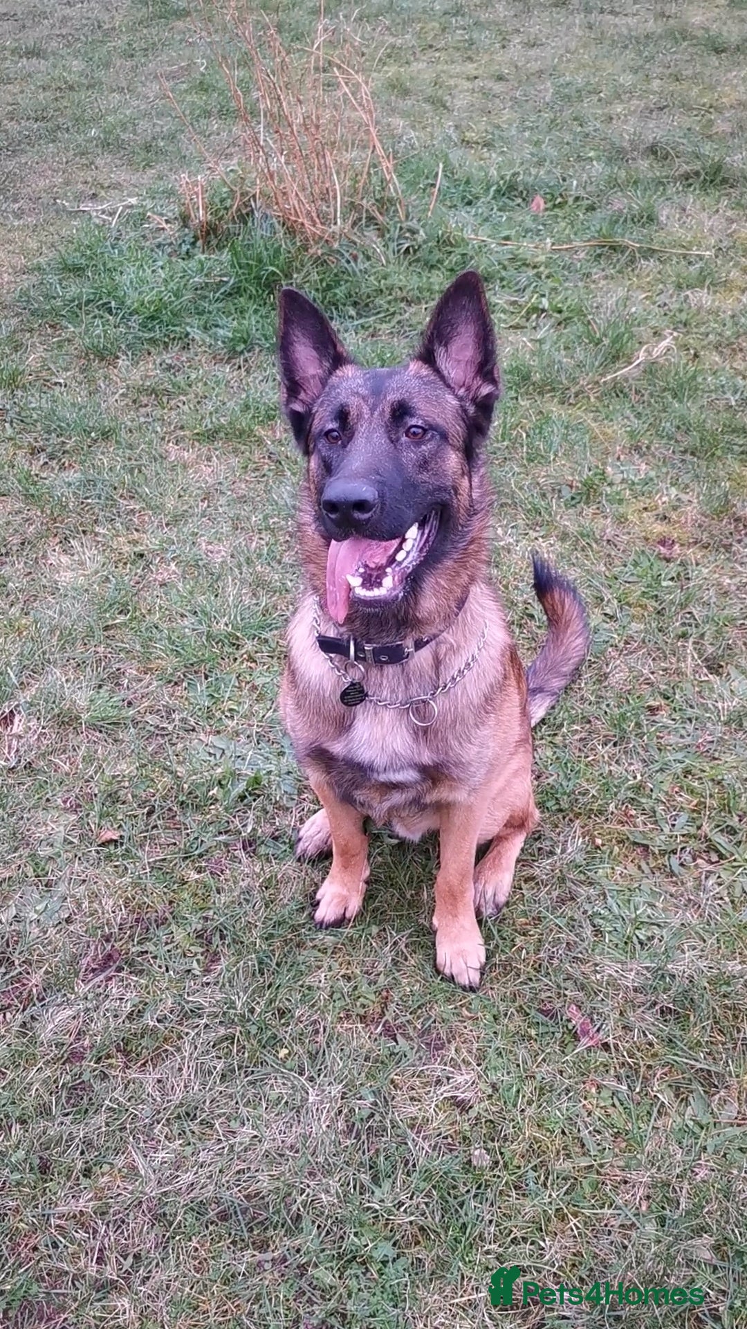 Mixed Breed dogs for sale: German shepard cross Malanois  - Image 1