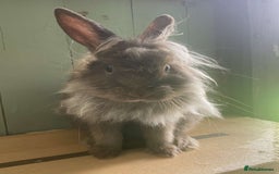 Lionhead rabbits for sale: 2 bonded rabbits  - Image 6