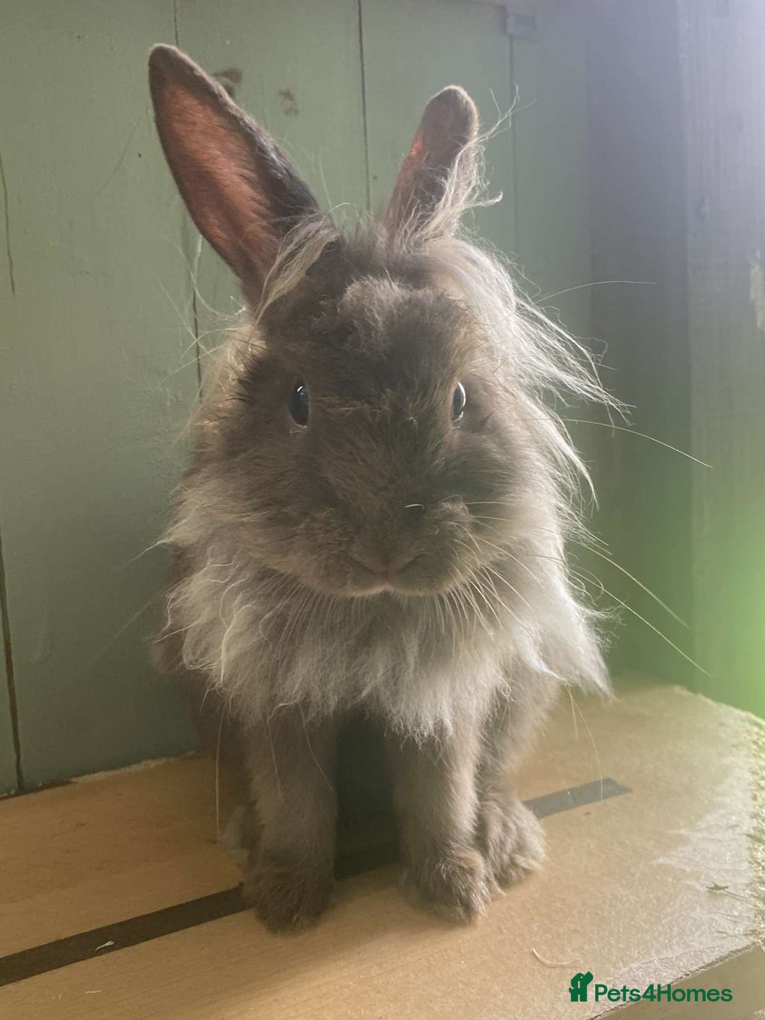 Lionhead rabbits for sale: 2 bonded rabbits  - Image 6